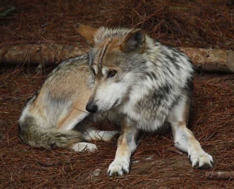 Endangered Mexican Gray Wolves Utahs Legislature Doesnt Care But You