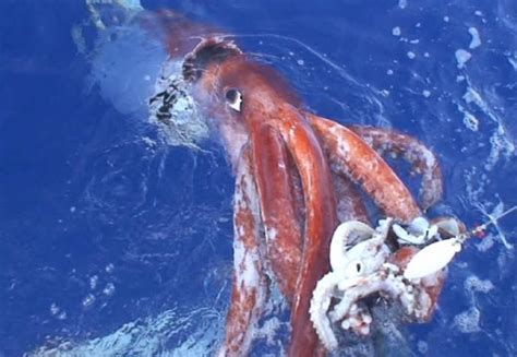 Giant Squid Video Giant Squid İmages Beauty Of Planet Earth