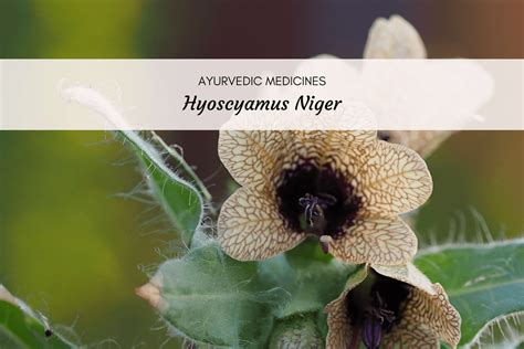 Homeopathic remedy used for twitching. Hyoscyamus Niger a.k.a Henbane - Uses, Dosage And Side Effects