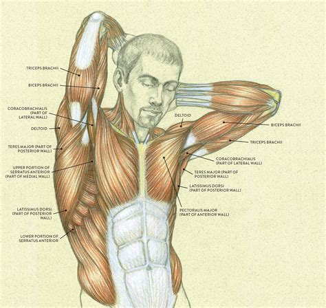 Raised Arm Male Muscle Human Anatomy Drawing Anatomy Art Figure Drawing