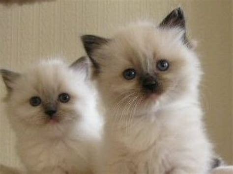2 White Ragdoll Kittens Available Ragdoll For Sale Devon Mypetzilla