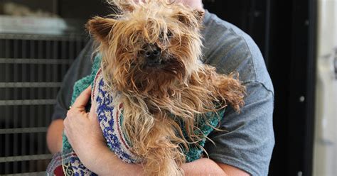 Search for cats for adoption at shelters near atlanta, ga. Atlanta Humane Society - Dog & Cat Pet Adoption and Rescue