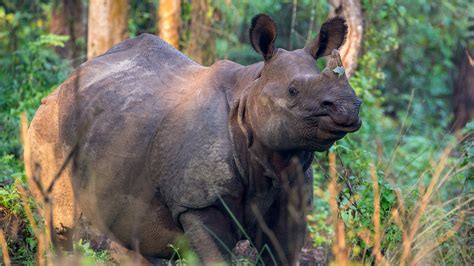 One Horned Rhino Population Increases By 200 In Four Years