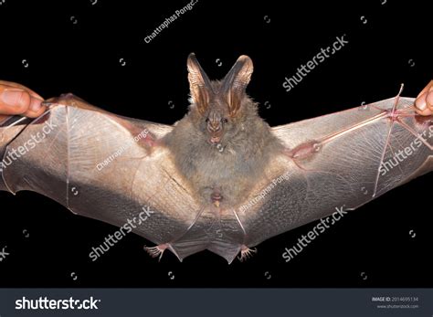 Portrait Lesser False Vampire Bat Megaderma Stock Photo 2014695134