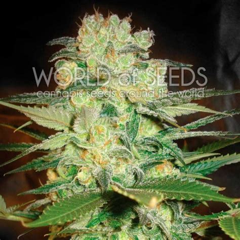 Afghan Kush X White Widow Medical Collection Worldofseeds