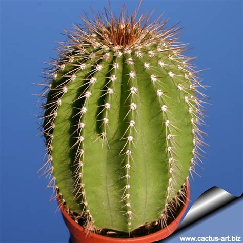 Like many edible cactus fruits, the fruit produced by the peruvian apple cactus is rich in natural sugars, vitamins, and minerals. Neobuxbaumia_polylopha