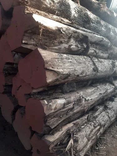 Timber Wood Log At Rs 4500cubic Feet Banashankari Bengaluru Id 13215111662