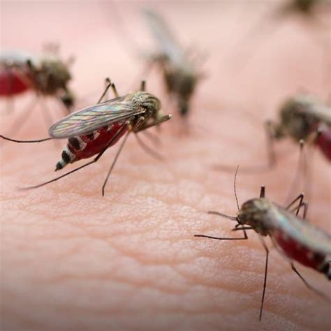 Cara Menghilangkan Nyamuk Kecil Di Kamar Mandi