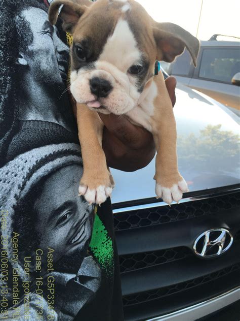 Craigslist Phoenix Az East Valley Pets / Lost Found Pets : Craigslist