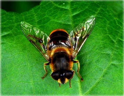 Fly That Looks Like A Bee On A Leaf By Forestina Fotos On