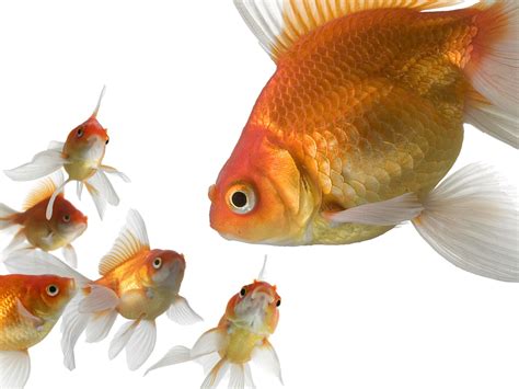 Tropical Freshwater Fish Freshwater Aquarium Fish Goldfish Wallpaper