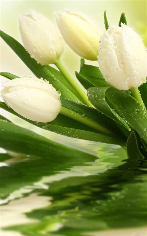 La fioritura è estiva e può variare dalle tonalità del giallo fino al fuxia intenso. Fiori Bianchi Karaoke