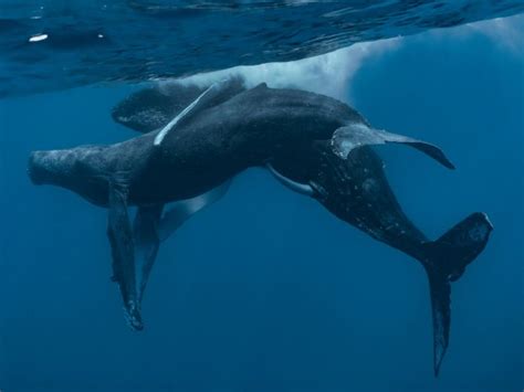 Humpback Whales Seen Having Gay Sex For The First Time Ever Weird
