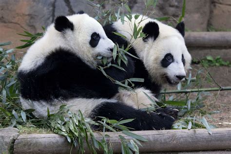 Its Giant Panda Birthday Season Zoo Atlanta