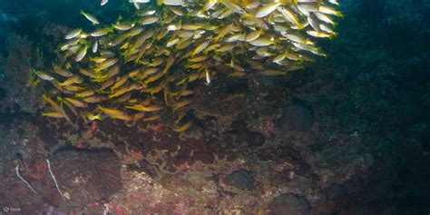 Experience Fabulous 4 Dives in Koh Phi Phi with PADI 5 Star IDC - Klook