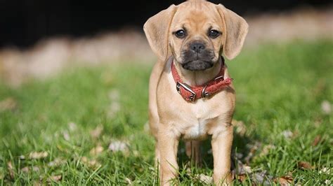 Puggle Puppies Puggle Puppies For Sale Very Cute Puppies