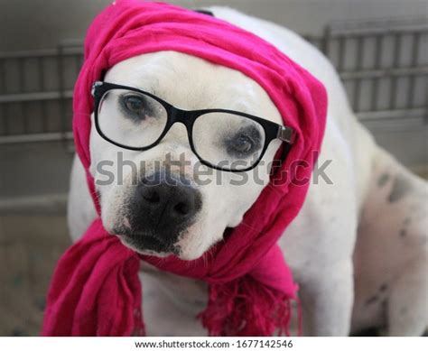 Portrait Funny White Dog Wearing Glasses Stock Photo 1677142546