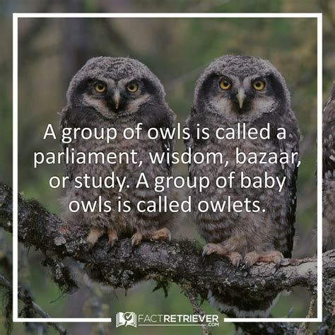 Interesting Facts About Owls Eyes Animals