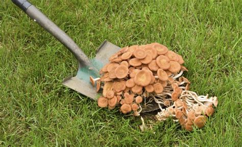How To Kill Mushrooms In Lawn