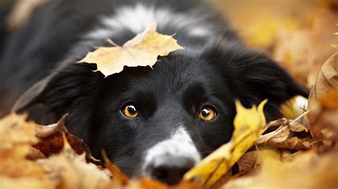 Bilder Border Collie Hunde Blatt Herbst Schnauze Starren Ein Tier
