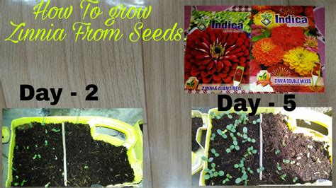 How To Grow Zinnia From Seeds Summer Flower Zinnia With Update
