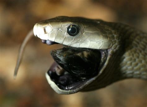 10 Of The Most Venomous Snakes In The World