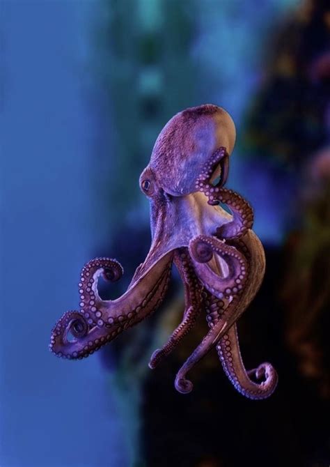 Octopus Beautiful Sea Creatures Ocean Creatures Ocean Animals