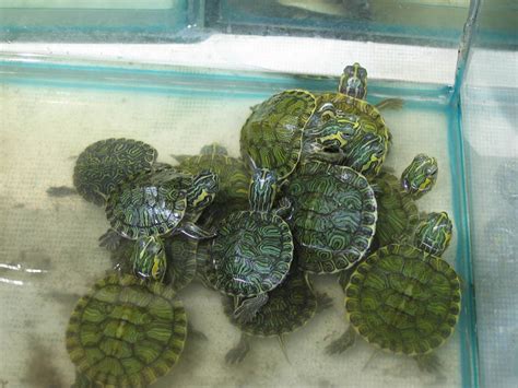 Wild Vs Pet Store Turtles Should You Catch Or Buy A Pet Turtle