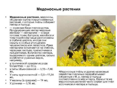 Медоносные растения и травы для пчел: названия, продуктивность ...