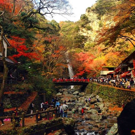 The Momiji Gari Red Leaf Hunting In Kyoto In 2023 Teach Abroad
