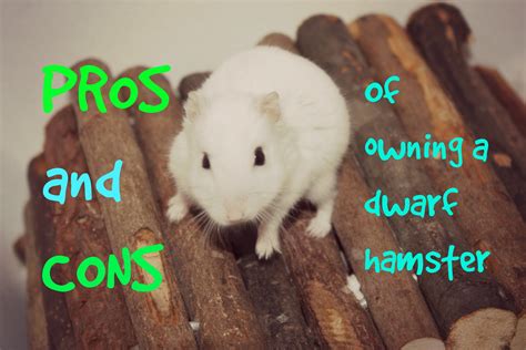 Pros And Cons Of Owning A Dwarf Hamster Pet Site How To Care For