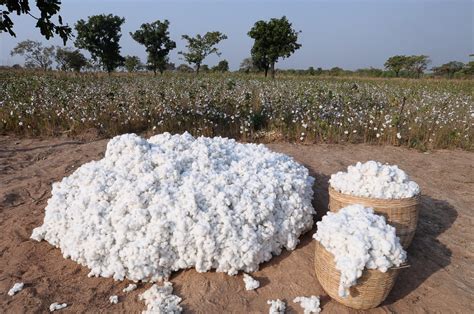 Ab Sofort Erreicht Cotton Made In Africa über 5 Millionen Menschen In