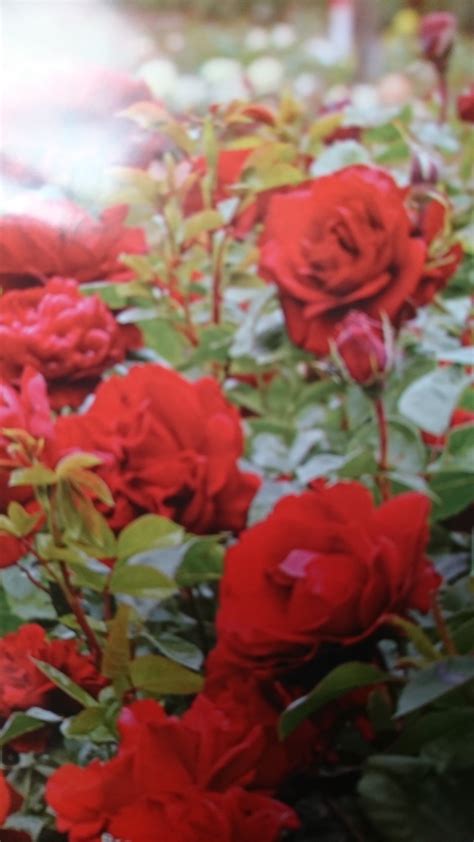 Gallipoli Centenary Rose — Eumundi Roses