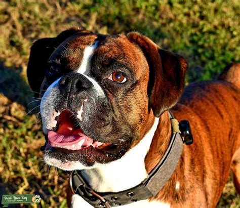 Reverse Brindle Boxer Stud Stud Dog New Mexico Breed Your Dog