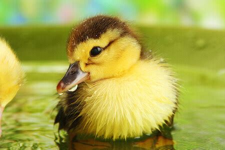 How to Take Care of a Pet Duck | Caring Pets