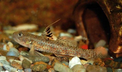 A Mysterious Freshwater Goby Finally Gets A Name Ocean Fishing