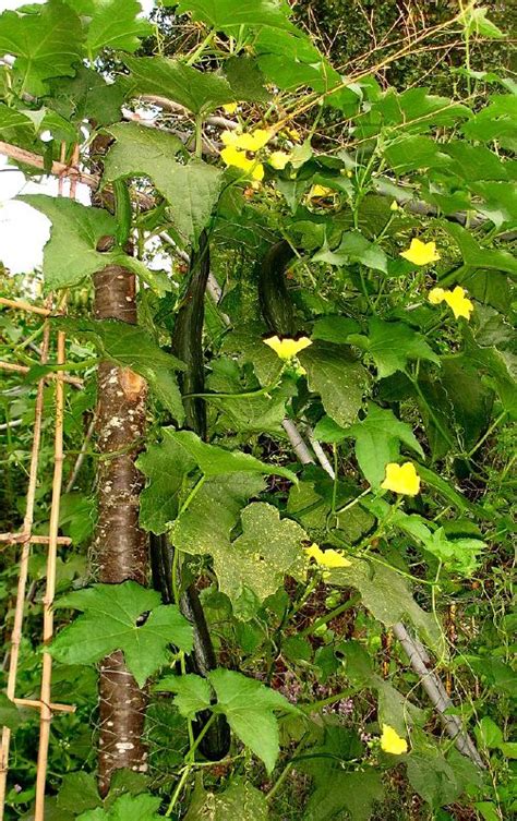 Fast Growing Shade Vines Permaculturenews