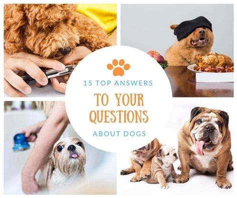 15 Top Answers To Your Questions About Dogs House That Barks