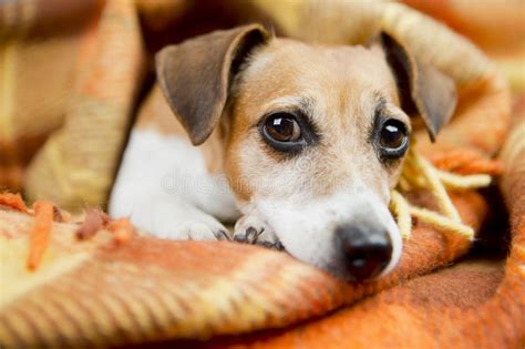 Relaxed Beautiful Dog Stock Image Image Of Adorable 47543047