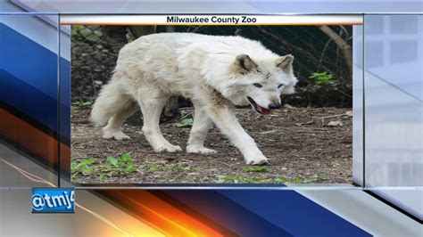Wolf Dies At Milwaukee County Zoo Youtube