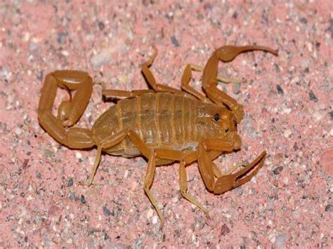 From Arizona Bark To Arabian Fat Tailed Scorpion A Look At 5 Different