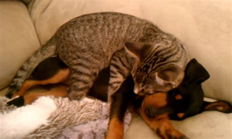 35 Hilarious And Adorable Times We Caught Cats Sleeping On Dogs