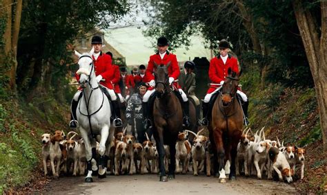 Poll Should The Ban On Fox Hunting Be Relaxed In The Uk Focusing On