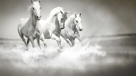White Horses Are Running On Water Hd Horse Wallpapers Hd Wallpapers