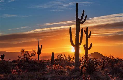 Saguaro Cactus Silhouetted Against Rising Sun In The Az Desert