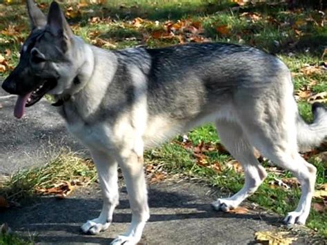 Silver Sable German Shepherd Puppies Fade Dlove