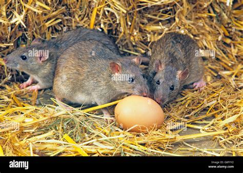 Brown Rats Rattus Norvegicus Eating Chickens Egg In Poultry Farm Stock