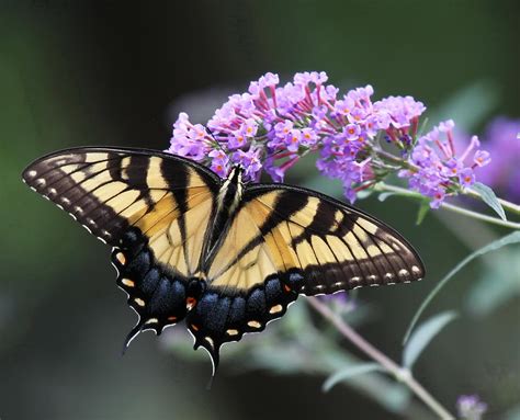 Eastern Tiger Swallowtail Butterfly Photograph By David Byron Keener