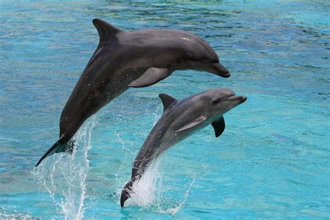Dolphins Animal Jumping Suzys Animals Of The World Blog October
