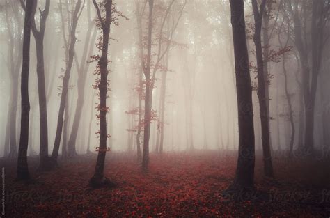 Mysterious Red Forest In Autumn With Fog By Stocksy Contributor